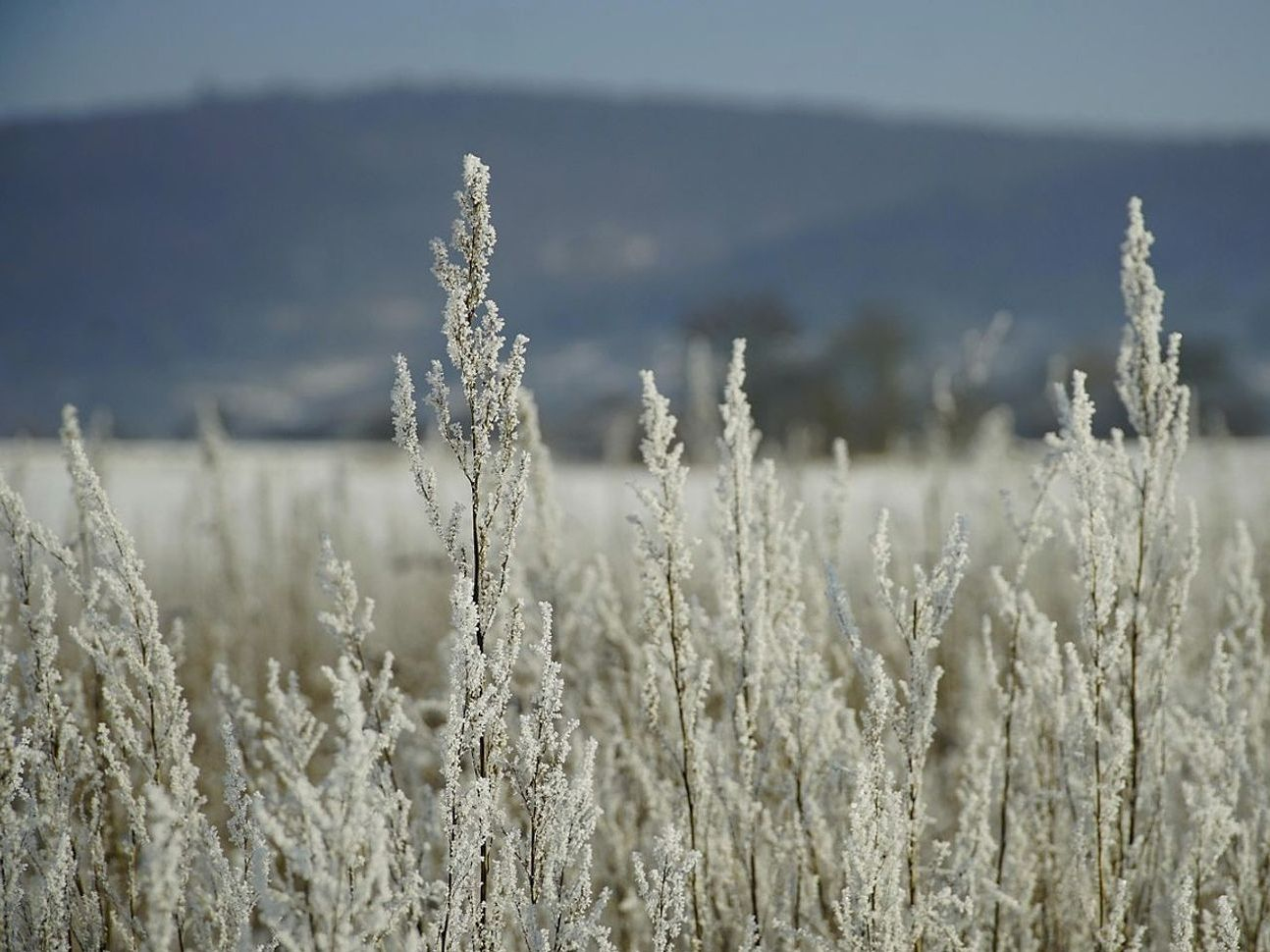 Paisagem aberta com picos distantes cobertos de neve